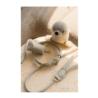 Smycz linowa rozm.L Piasowy 180cm Life    Atelier FUZZYARD