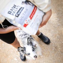Karma sucha dla szczeniąt ras średnich    i dużych wołowina 2 kg RAW PALEO ULTRA