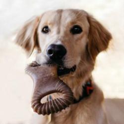Gryzak dla psa Dental Chew rozm.S 13cm    bekon BENEBONE