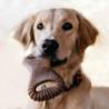 Gryzak dla psa Dental Chew rozm.S 13cm    bekon BENEBONE