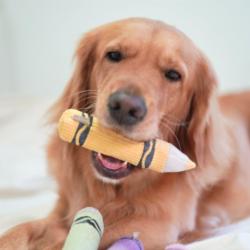 Zabawka dla psa kredka żółta LAMBWOLF