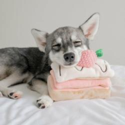 Tort truskawkowy zabawka węchowa          PUPS&BUBS