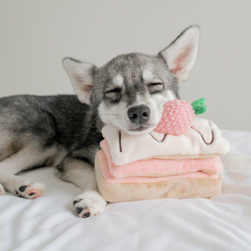 Tort truskawkowy zabawka węchowa          PUPS&BUBS